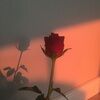 rosethr1fts